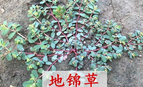 地锦草