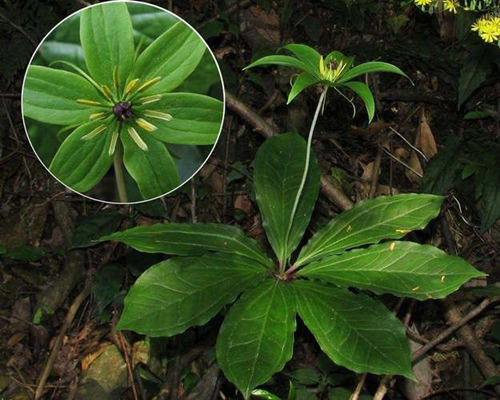 七叶一枝花