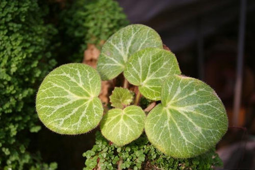 虎耳草
