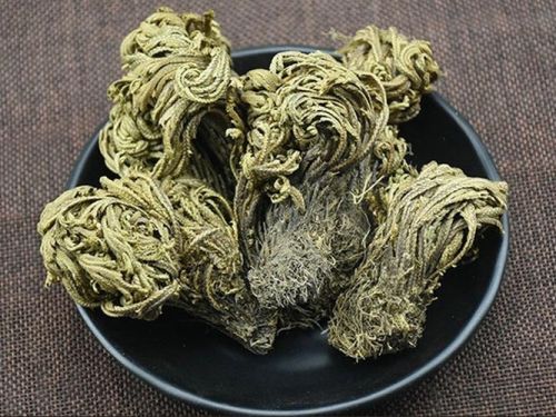 卷柏