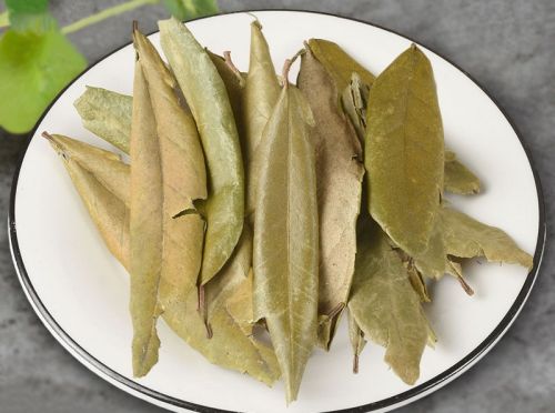 胡颓子叶